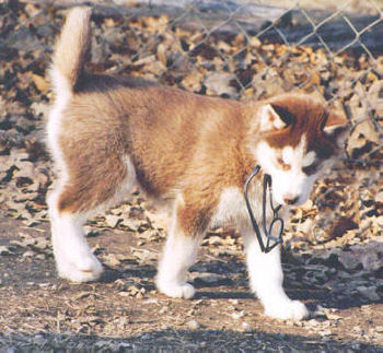 Troika Siberian Husky Puppy Texas