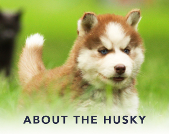 Troika Siberian Husky Info